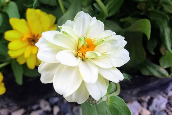 株の写真やイラスト 春の花 フラットレイのためのぼやけた自然の背景に咲くトップビュー 白いジンニアAngustifolia花 — ストック写真