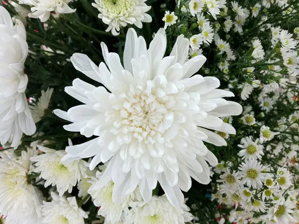 Top Veiw Weiße Chrysanthemen Gänseblümchen Blühen Auf Verschwommenem Flora Hintergrund — Stockfoto