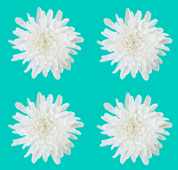Коллекция Белых Хризантем Цветок Ромашки Цветения Изолированы Светлом Голубом Фоне — стоковое фото