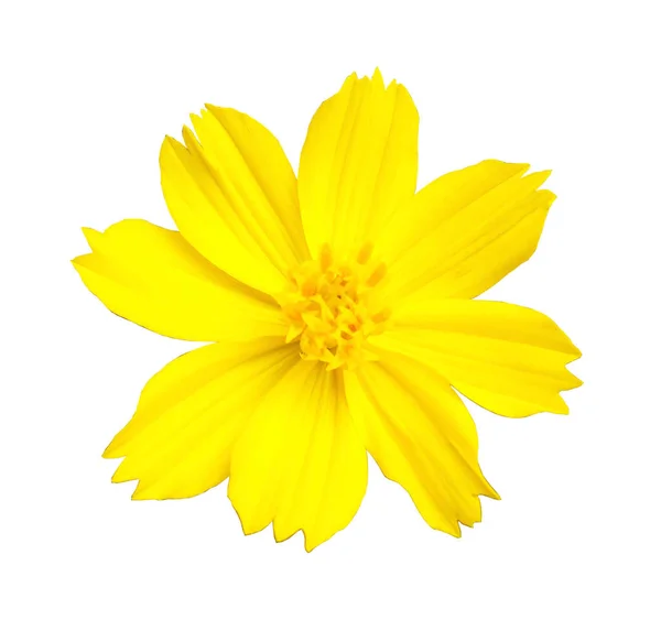 Closeup Amarelo Mexicana Flor Aster Cosmos Florescendo Isolado Fundo Branco — Fotografia de Stock