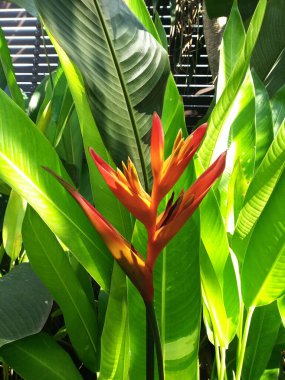 Sarı Heliconia psittacorum (cennet kuşu) çiçekleri tomurcuklanmış yeşil yaprak arkaplanı ile çiçek açar stok fotoğrafı için. Çiçek, çiçek, yakın plan, desen, tropik, güneş ışığı