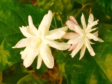 Yakın plan, Beyaz çiçek yasemin (Jasminum sambac L.), bahçedeki ağaçta çiçek açarken arka plan bulanıklaşır. Topveiw, ev bitkisi, bahar çiçekleri