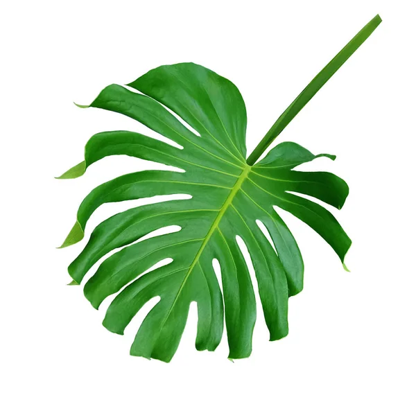 Tropická Flóra Monstera Zeleného Listu Izolovaného Bílém Pozadí Rod Kvetoucích — Stock fotografie