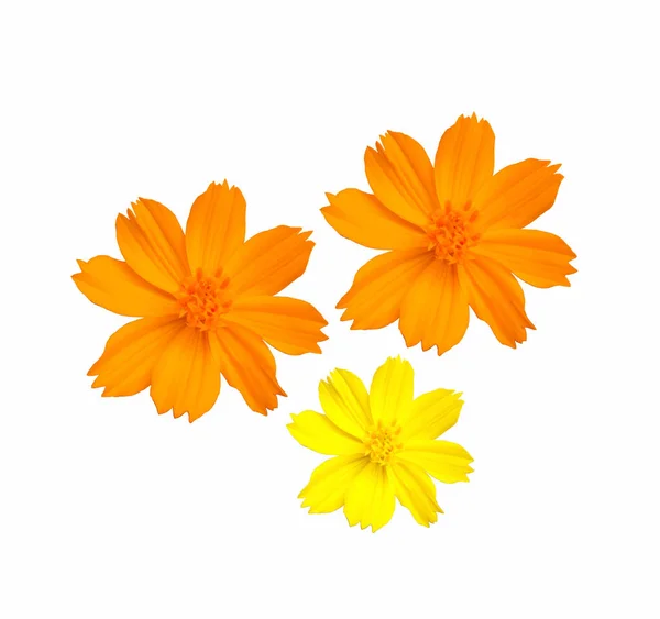 Kolekcja Projektowa Żółte Meksykańskie Aster Kwiaty Kosmos Kwitną Odizolowane Białym — Zdjęcie stockowe