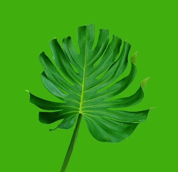 Tropische Flora Design Enkele Monstera Groen Blad Geïsoleerd Groene Achtergrond — Stockfoto