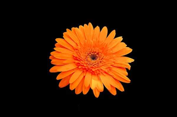 Top Fleur Gerbera Fleur Marguerite Orange Veiw Isolé Sur Fond — Photo