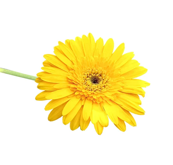 Σχεδιασμός Κίτρινο Λουλούδι Μαργαρίτα Ζέρμπερα Ανθίζει Απομονώνονται Λευκό Φόντο Για — Φωτογραφία Αρχείου