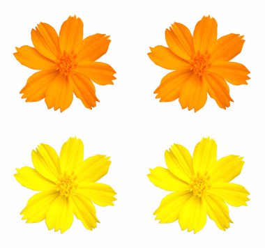 Turuncu ve sarı Meksika paskalya çiçekleri koleksiyonu (kozmos). Çiçek açan çiçek beyaz arka planda izole. Çiçek, çiçek, yakın plan, desen