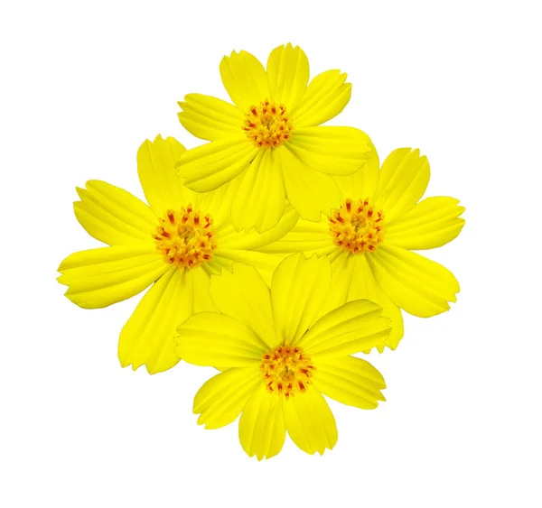 Top Veiw Design Yellow Mexican Aster Group Flowers Cosmos Blossom — Stock Photo, Image