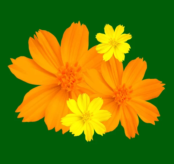 Coleção Design Laranja Amarelo Mexicano Flores Aster Cosmos Flor Florescendo — Fotografia de Stock
