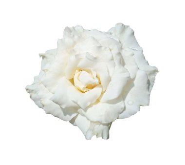 Topveiw, beyaz gül çiçeği tomurcuklanma beyaz arka planda izole fotoğraf, ev bitkileri, bahar aşk çiçekleri