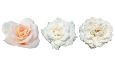 Kapalı, tasarım koleksiyonu beyaz gül çiçekleri stok fotoğrafı, ev bitkileri, bahar aşk çiçekleri için beyaz arka planda izole