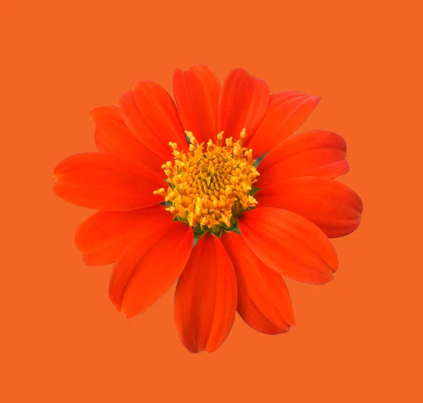 Close Singolo Fiore Zinnia Arancione Fioritura Isolato Sfondo Arancio Rosso — Foto Stock