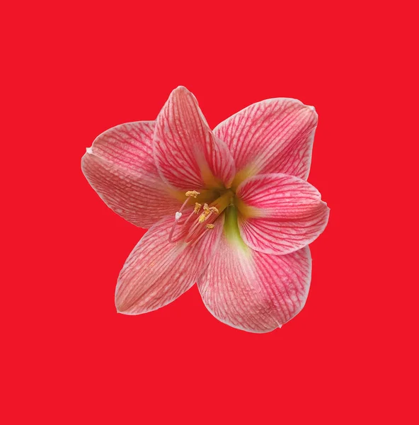 Blisko Pojedynczy Czerwony Hippeastrum Johnsonii Kwiat Kwiat Kwitnący Izolowany Ciemnym — Zdjęcie stockowe