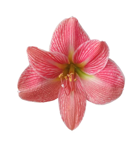 Blisko Pojedynczy Czerwony Hippeastrum Johnsonii Kwiat Kwiat Kwitnący Izolowany Białym — Zdjęcie stockowe