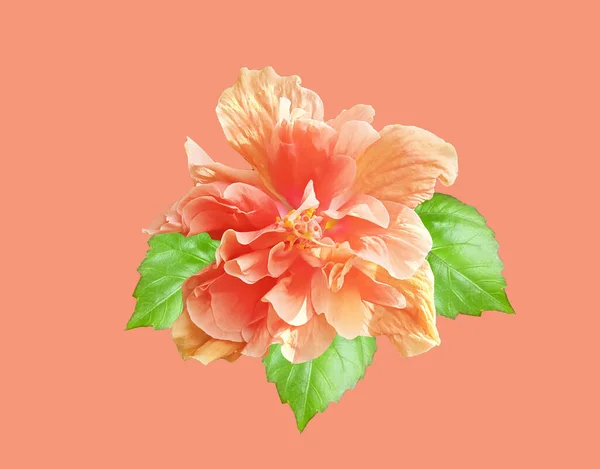 Top Veiw Fiore Ibisco Arancione Fioritura Isolato Sfondo Rosso Pastello — Foto Stock