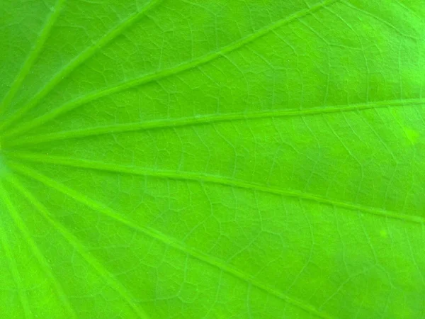 Closeup Green Lotus Leaf Textures Background Stock Photo Illustration Spring — Stock Photo, Image