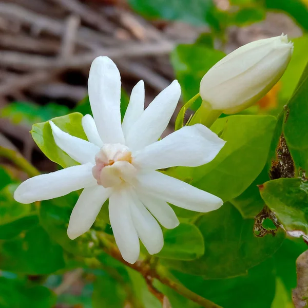 Yakın Plan Beyaz Çiçek Yasemin Jasminum Sambac Bahçedeki Ağaçta Çiçek — Stok fotoğraf