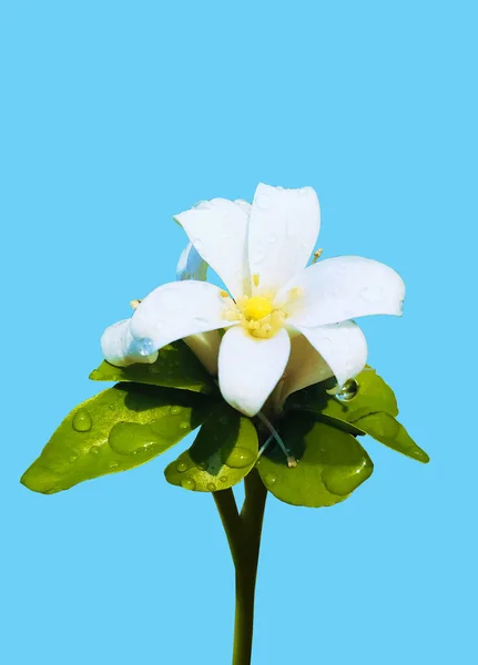 Вертикаль Білої Квітки Муррая Падінням Дощів Листі Ізольований Чистий Блакитний — стокове фото