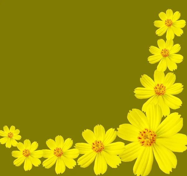 Дизайн Колекційної Рамки Жовтих Мексиканських Квітів Айстр Космос Квітуча Квітка — стокове фото