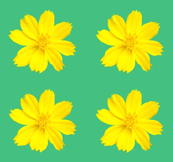 Design Collection Set Yellow Mexican Aster Flowers Cosmos Blossom Blooming — Stock Photo, Image