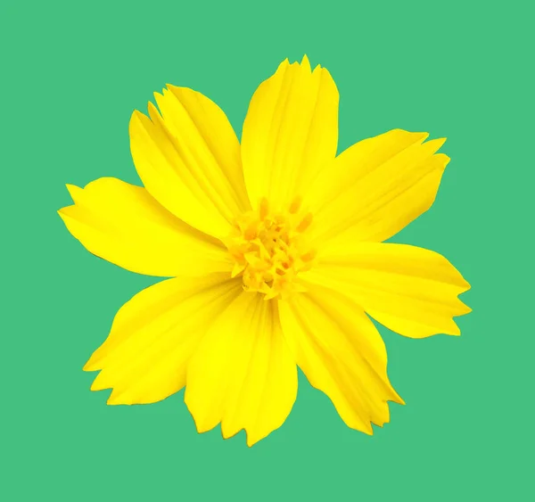 Zbliżenie Design Żółty Meksykański Aster Kwiat Kosmos Kwitnienie Izolowane Jasnozielonym — Zdjęcie stockowe
