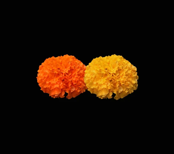Design Narancs Sárga Mexikói Marigold Virágok Teljes Virágban Vízcseppek Izolált — Stock Fotó