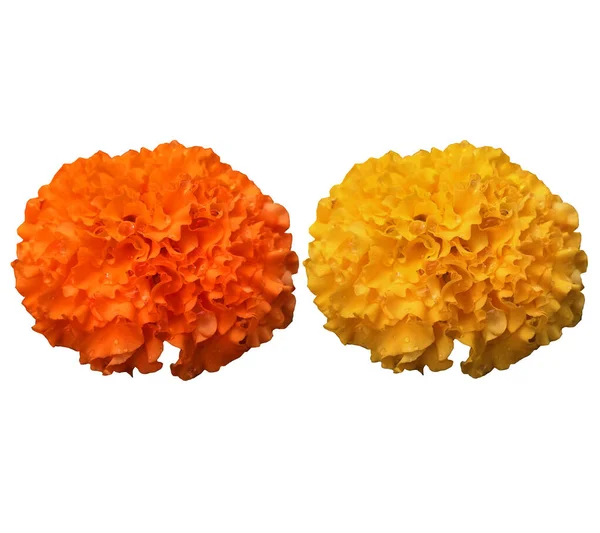 Projekt Pomarańczowo Żółte Meksykańskie Kwiaty Nagietka Pełnym Rozkwicie Kropelek Wody — Zdjęcie stockowe