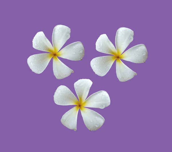 Сверху Фиолетовом Фоне Распускаются Три Белых Цветка Сантехники Полном Расцвете — стоковое фото