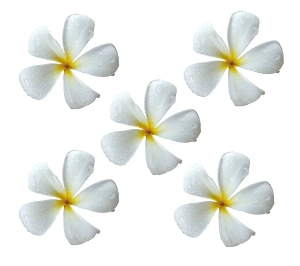 Верхушка Пять Белых Цветков Плюмерии Полном Расцвете Водяными Пузырьками Изолированными — стоковое фото