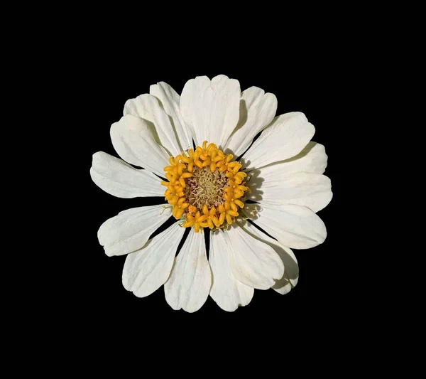 Cerca Flor Flor Zinnia Blanca Que Florece Aislada Fondo Negro — Foto de Stock