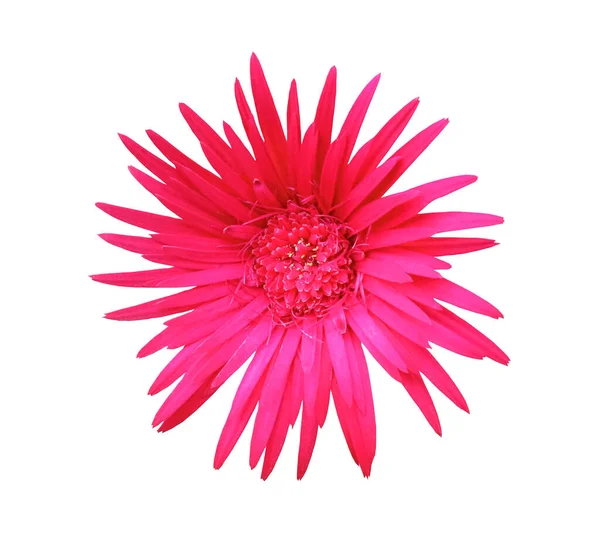 Closeup Beautiful Pink Red Barberton Daisy Gerbera Jamesonii Flower Full — Photo