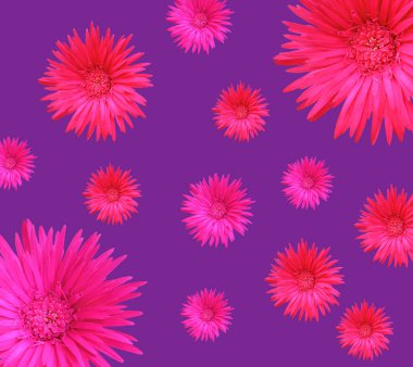 Top view, Beautiful collection red pink barberton daisy (gerbera jamesonii) flowers full bloom isolated on purple for background or stock photo, garden plant
