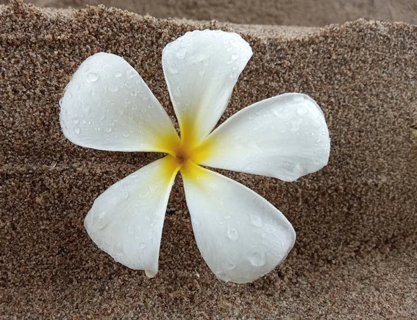 Крупный План Белый Plumeria Цветы Полном Расцвете Песком Размытые Текстуры — стоковое фото