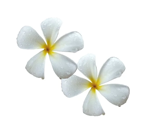 Close Two White Plumeria Flowers Full Bloom Water Droplets Isolated — Foto Stock