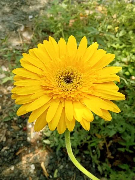 Gros Plan Grande Fleur Jaune Gerbera Marguerite Fleurissant Dans Jardin — Photo