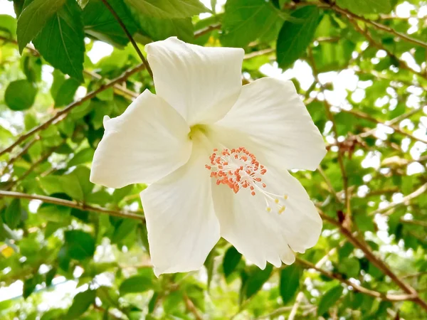 Biały Kwiat Hibiskusa Kwitnący Drzewie Zamazane Zielone Tło Fotografia Wiosna — Zdjęcie stockowe