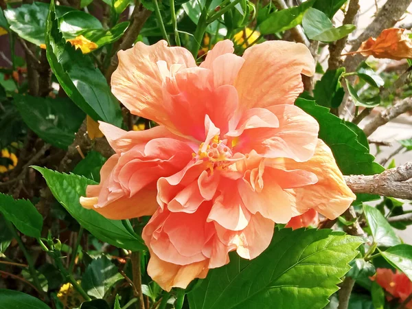 Zbliżenie Kwiat Hibiskusa Pomarańczowy Kwitnący Drzewie Rozmazane Zielone Tło Photo — Zdjęcie stockowe