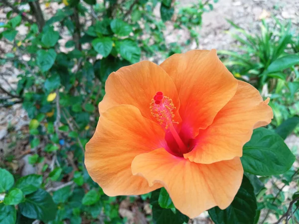Цветение Апельсина Гибискуса Размытом Зеленом Фоне — стоковое фото