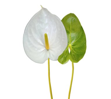 Yakın plan, beyaz ve yeşil anthurium çiçeği arka plan ya da stok fotoğrafı, bahçe bitkisi, çiçek şeklinde kalp için beyaza izole edilmiş.