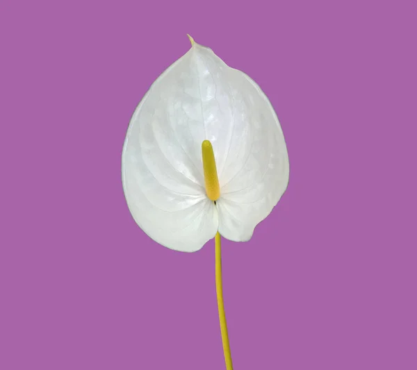 Цветение Белой Фантазии Пурпурном Фоне Фото Садовое Растение Цветочная Форма — стоковое фото