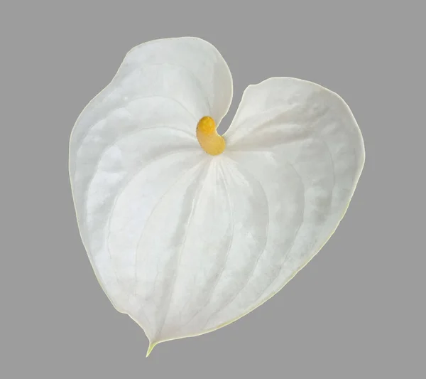 Крупним Планом Красивий Білий Антуріум Фантазія Квітка Розквітає Ізольовані Сірому — стокове фото