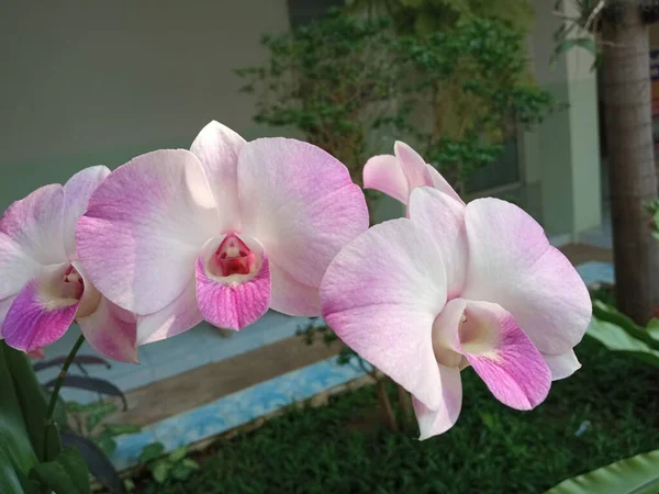 Букет Белых Розовых Орхидей Цветущих Саду Открытом Воздухе Заднем Плане — стоковое фото