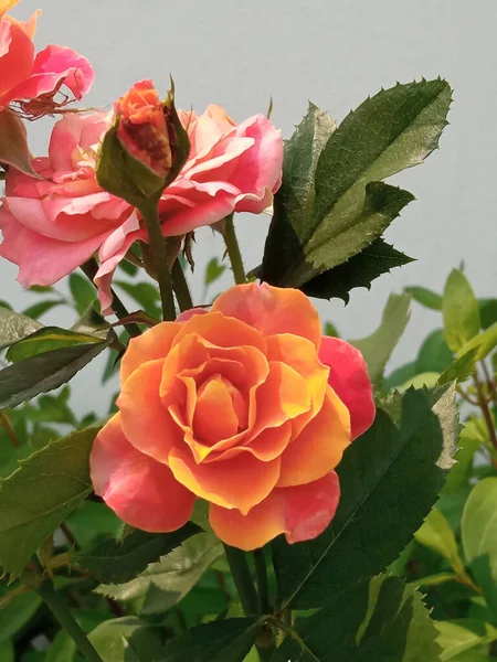 Vertical Image Orange Pink Roses Flowers Blooming Tree Garden Blurred — Stock Photo, Image