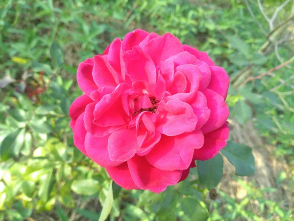 Topveiw Rosa Flor Que Florece Árbol Fondo Borroso Jardín Para —  Fotos de Stock