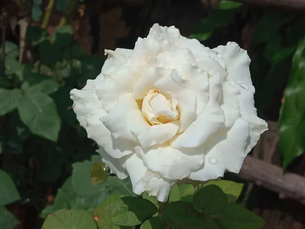 Topveiw Fleur Rose Blanche Fleurissant Sur Arbre Dans Jardin Fond — Photo