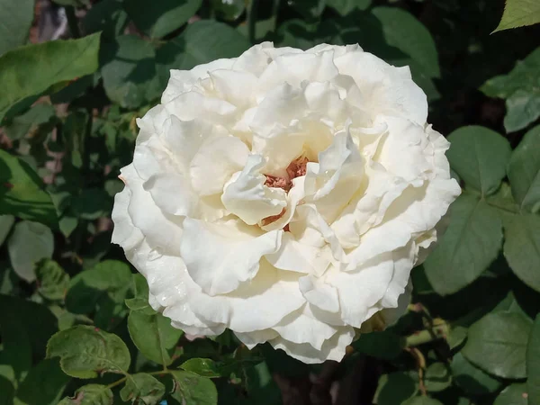 Topveiw White Rose Flower Blooming Tree Garden Blurred Background Stock — Stock Photo, Image