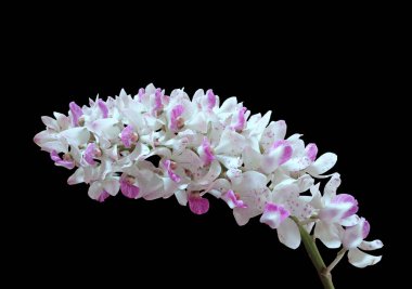 Tek bir demet orkide çiçekleri stok fotoğrafı için siyah arka planda izole edilmiş. Doğa bitkileri Güzel çiçek.