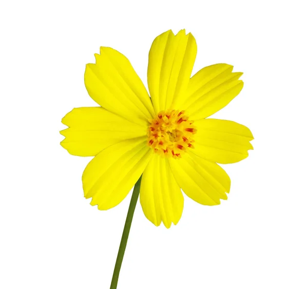 Κοντινό Πλάνο Κίτρινο Μεξικάνικο Λουλούδι Aster Σύμπαν Ανθισμένα Απομονωμένα Λευκό — Φωτογραφία Αρχείου
