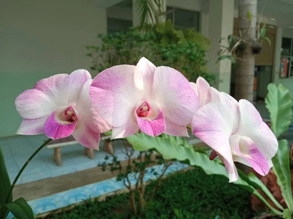 Bela Cacho Branco Rosa Orquídeas Flores Florescendo Jardim Livre Para — Fotografia de Stock